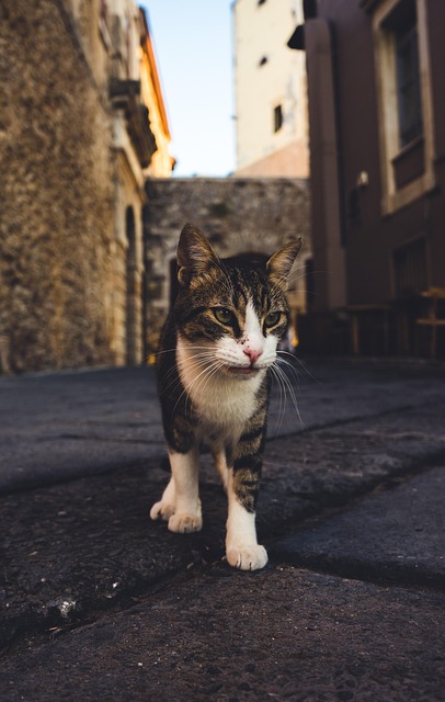 Free Cat Domestic Cat photo and picture