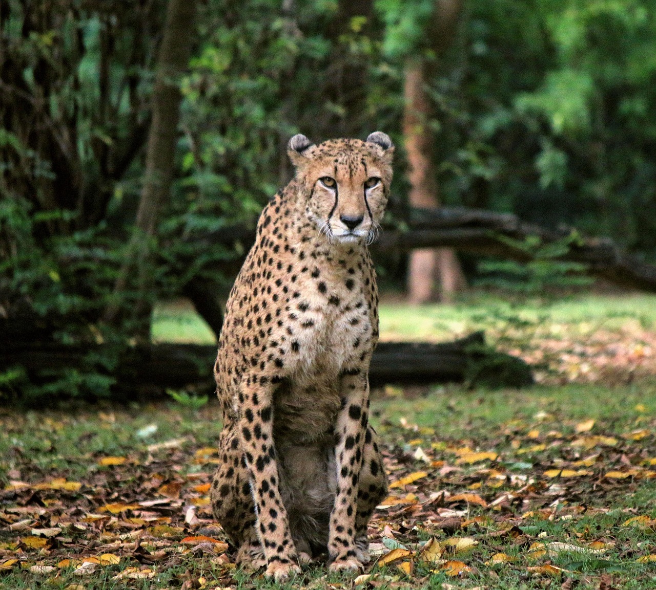 Plus de 1 000 images de Guepard et de Guépard - Pixabay