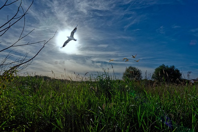 Pasăre Iarbă Apus De Soare - Fotografie gratuită pe Pixabay - Pixabay