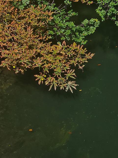 Natuur, Bomen, Rivier, Rivieren
