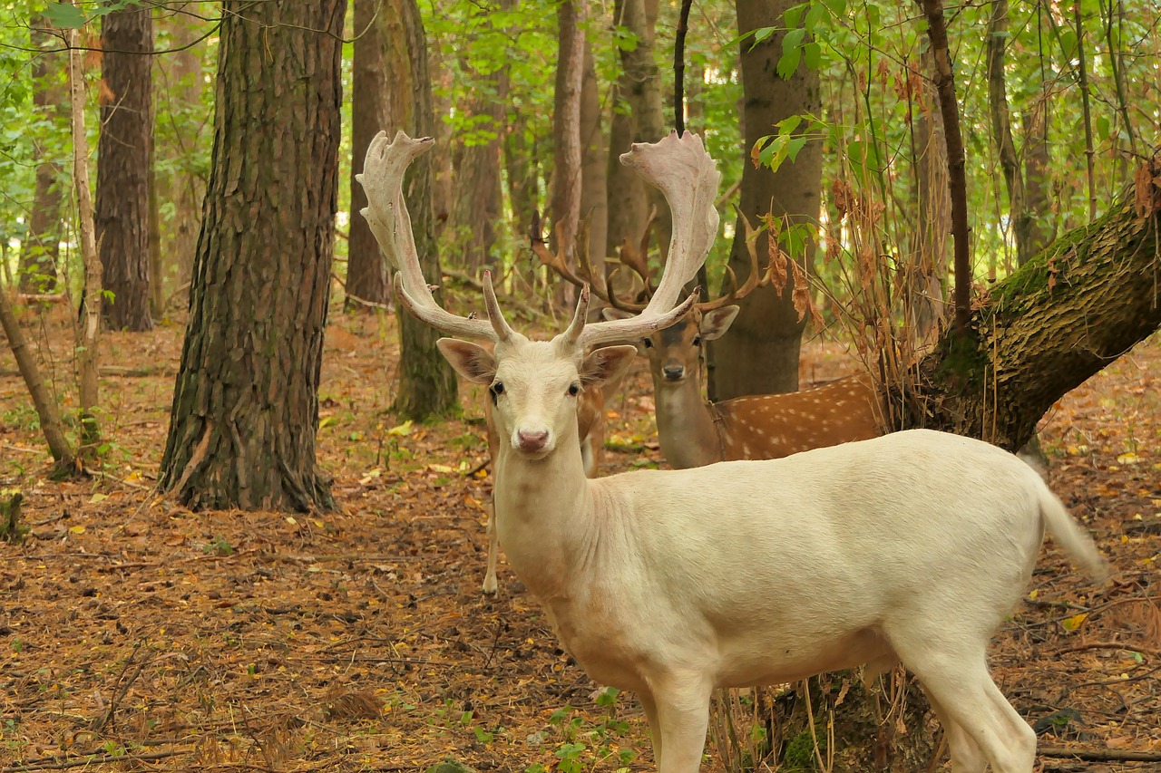 Deer - free online jigsaw puzzle photo