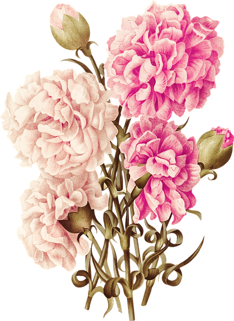 Free Flowers Nature illustration and picture