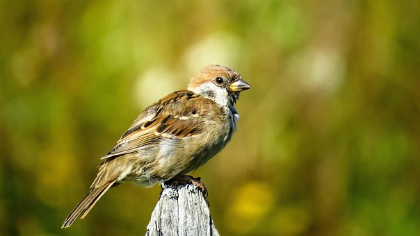 Sparrow, Posedenie, Vták, Perie