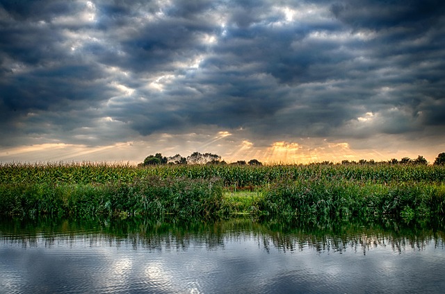 Free Lake Reed photo and picture
