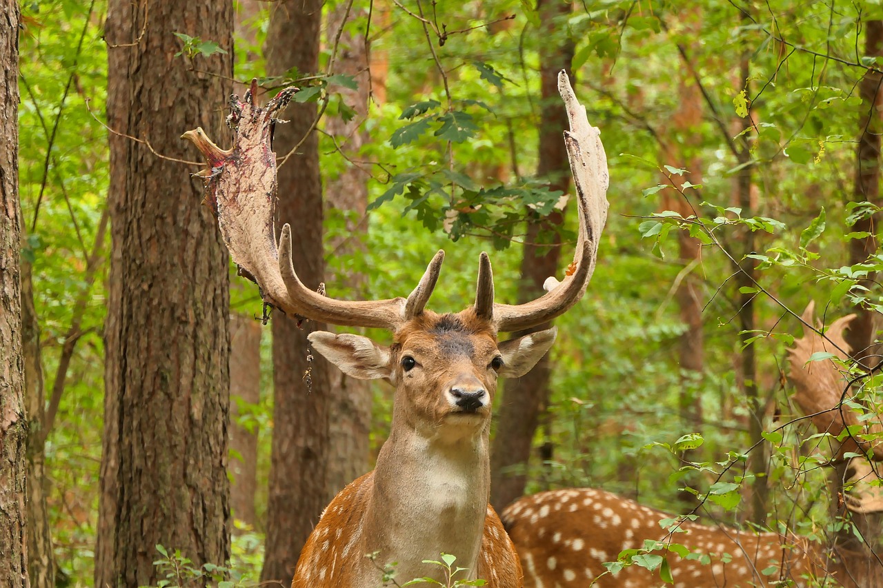 Deer - free online jigsaw puzzle photo