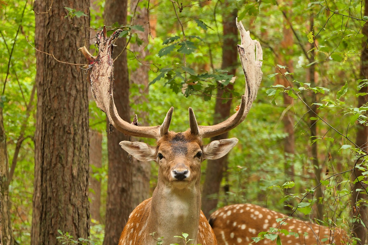 Deer - free online jigsaw puzzle photo