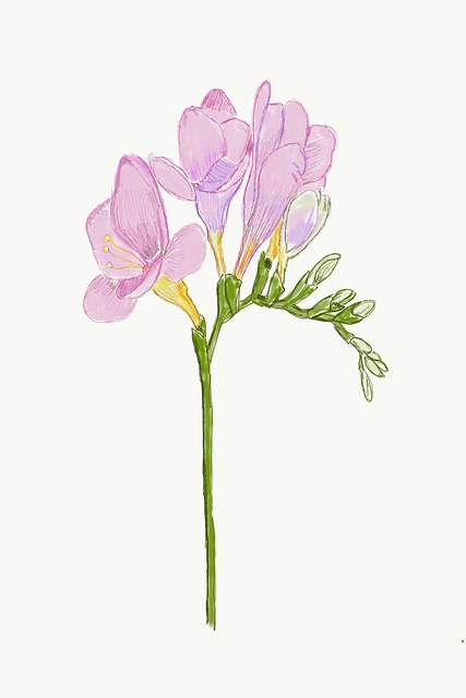 Download Freesia, Pink Flowers, Drawing. Royalty-Free Stock