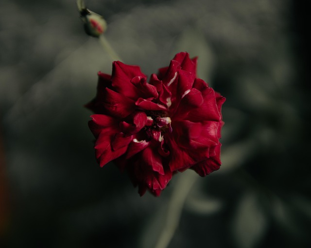Free Rose Flower Wallpaper photo and picture