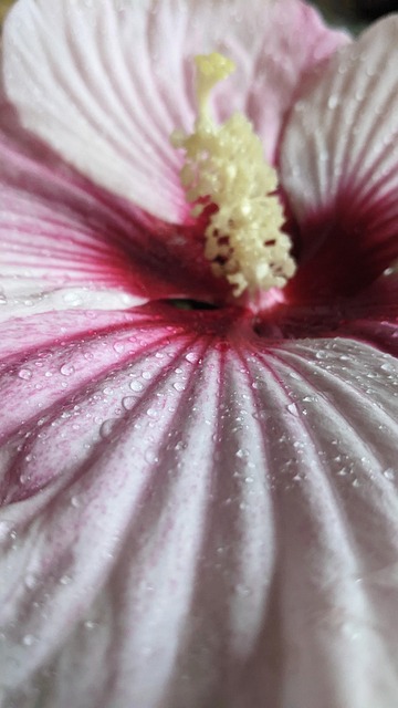 Hibiscus, Blomst, Lyserød Blomst, Flora