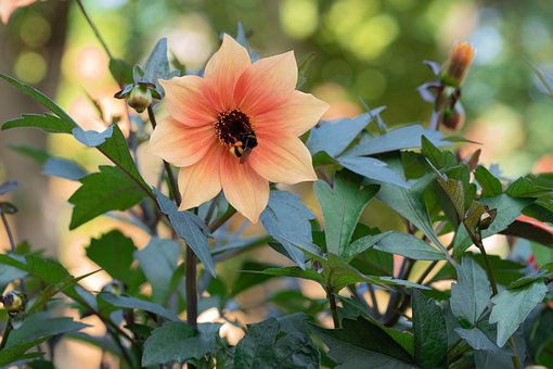 Hummel, 4K-Hintergrundbild, Blume