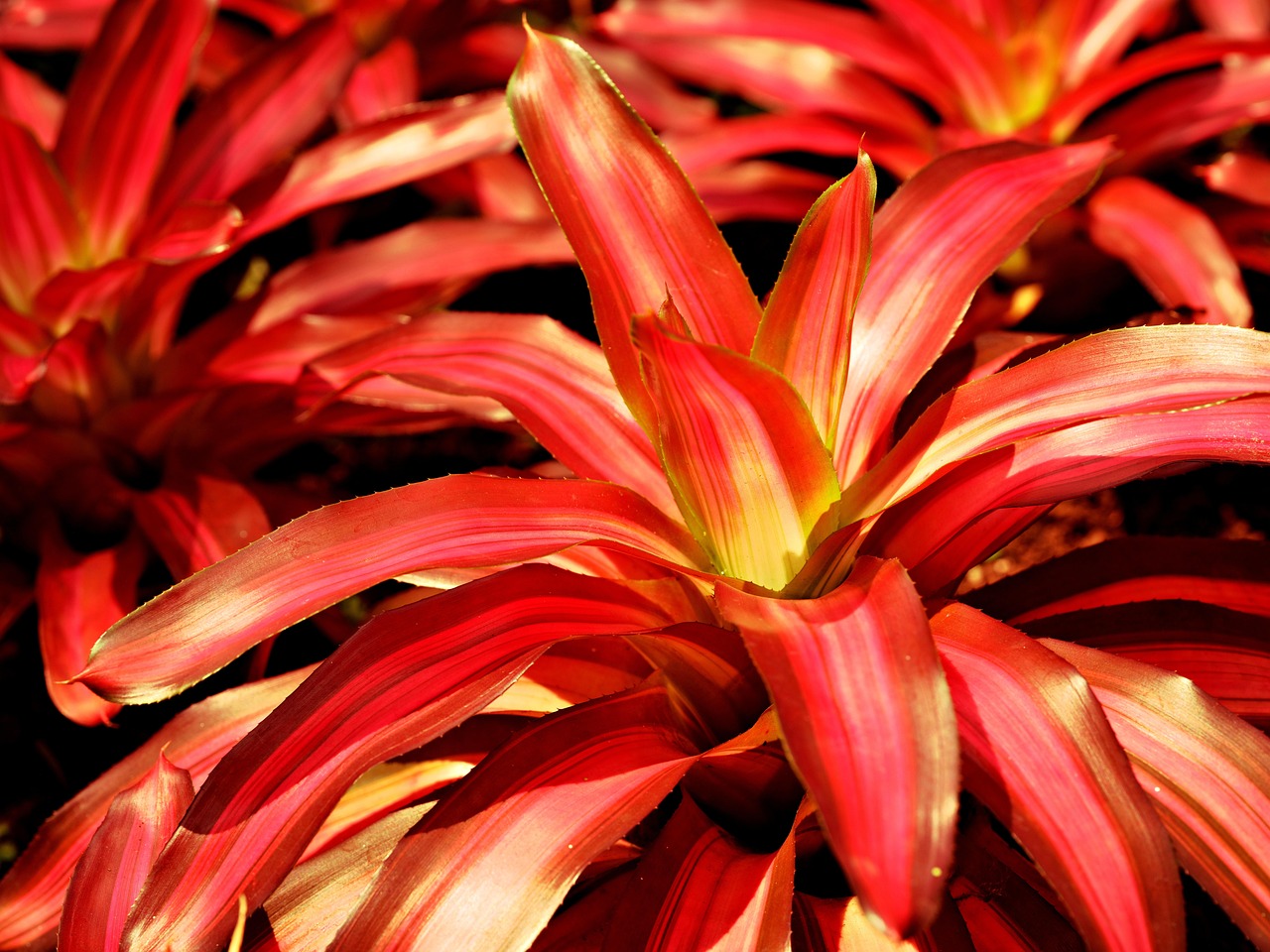 bromeliad, plant, red leaves, foliage, garden, nature, bromeliad, bromeliad, bromeliad, bromeliad, bromeliad