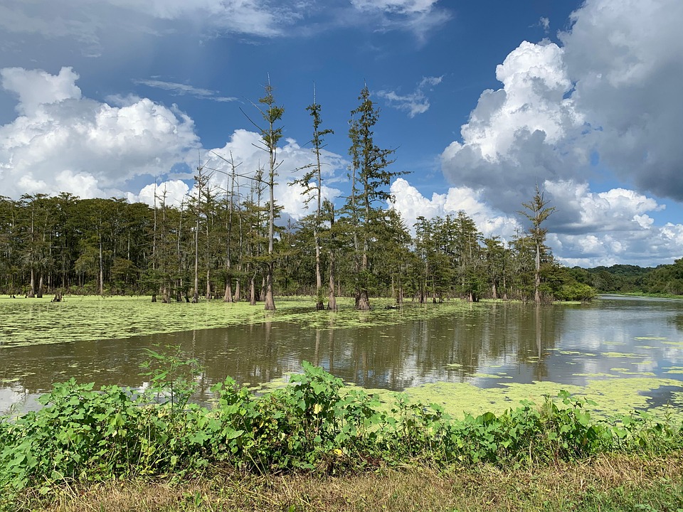Swamp Road Mississippi St Free photo on Pixabay Pixabay