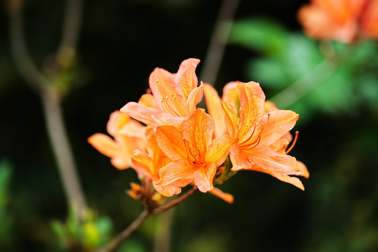 Flower Azalea Blossom - Free photo on Pixabay