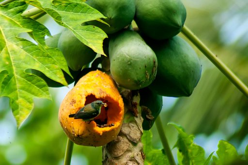 Vöglein, Papaya, Plantage, Attacke