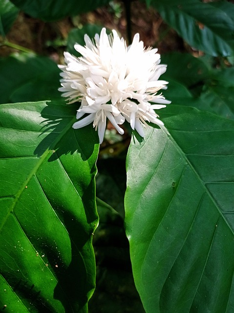 Kaffee Blume, Plantage, Barista