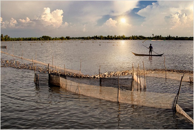 Free Ducks Vietnam photo and picture