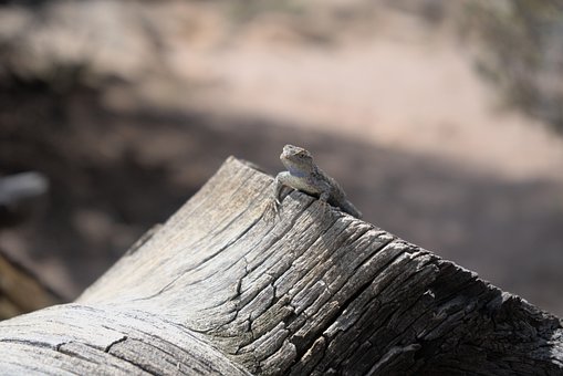 Free Lizard Reptile photo and picture