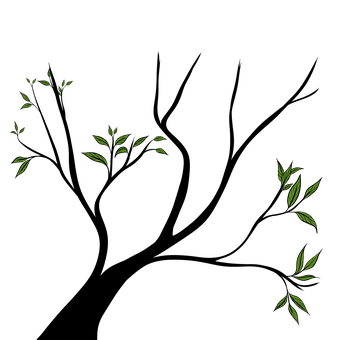Copac, Ramuri, Frunze, Verde, Pădure