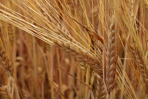 Free Grain Field photo and picture
