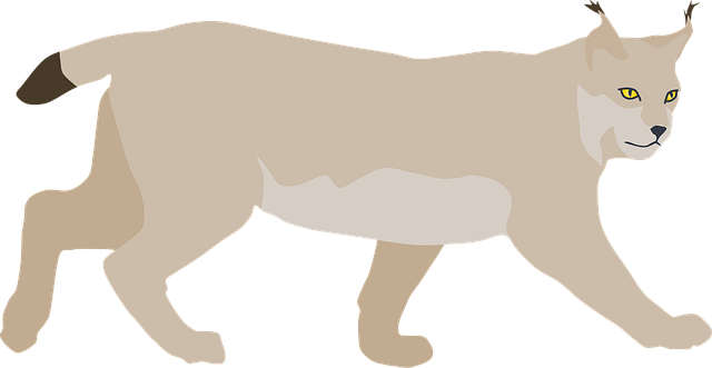Free lynx wildcat pet illustration