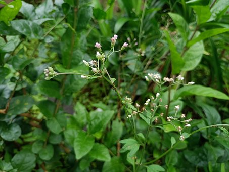 Planta, Flora, Natureza, Bloom, Folhas