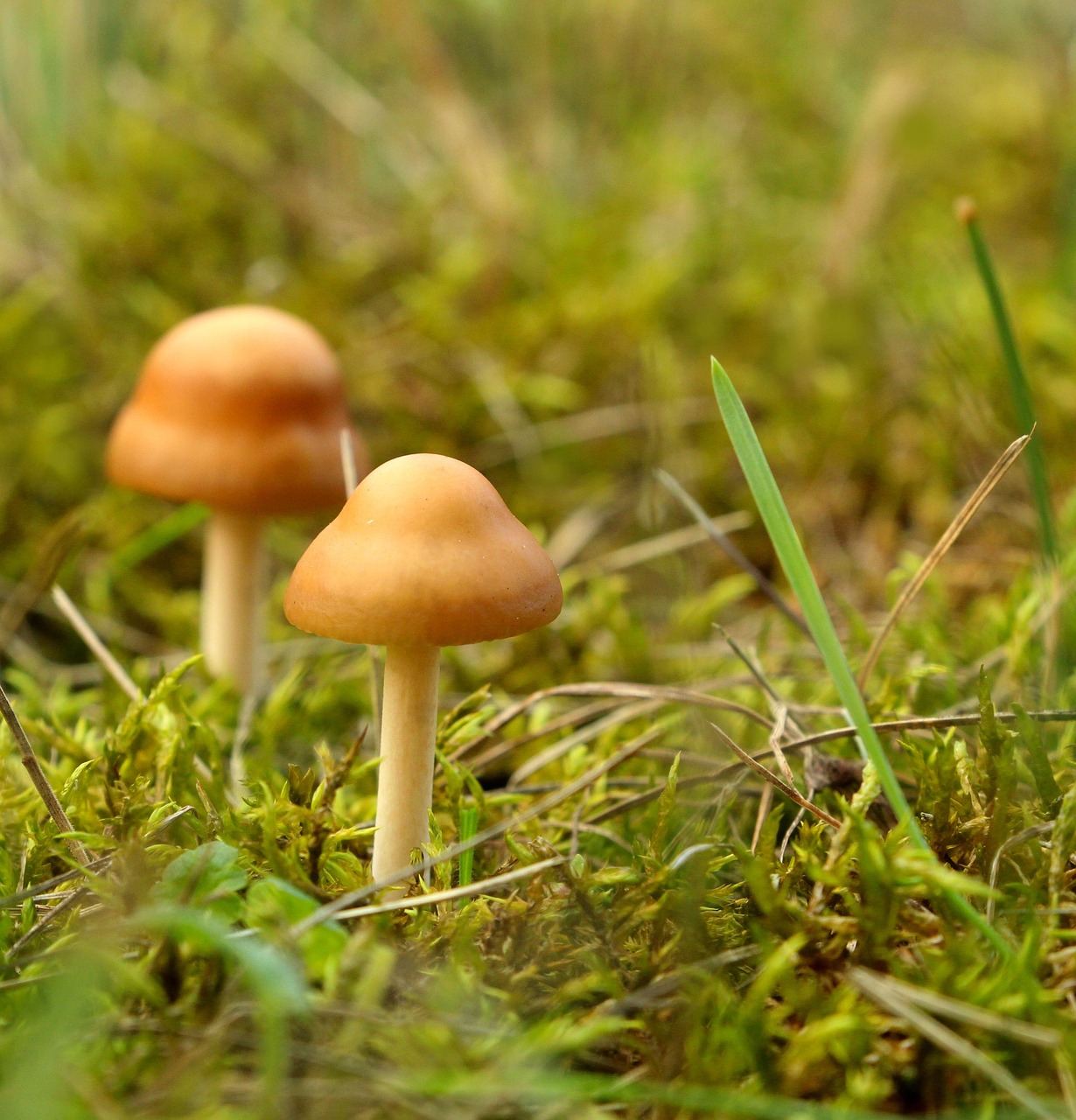 Mushrooms Forest Growth Free photo on Pixabay Pixabay