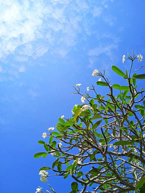 Frangipani-Blume, Strahlender Himmel