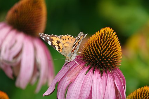 Vlinders, Bloem Behang, Vlinder Vleugels