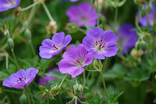 Bloem, Bloem Behang, Bloesem, Natuur