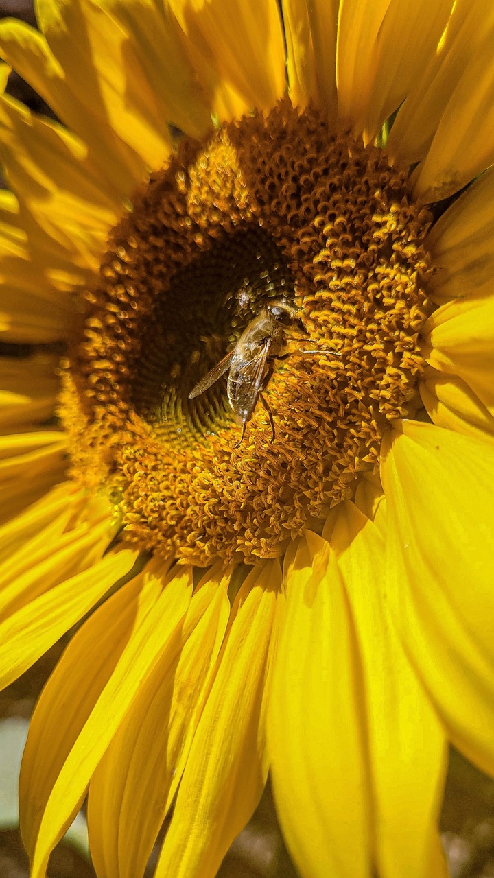 Bee Insect Plant - Free photo on Pixabay - Pixabay