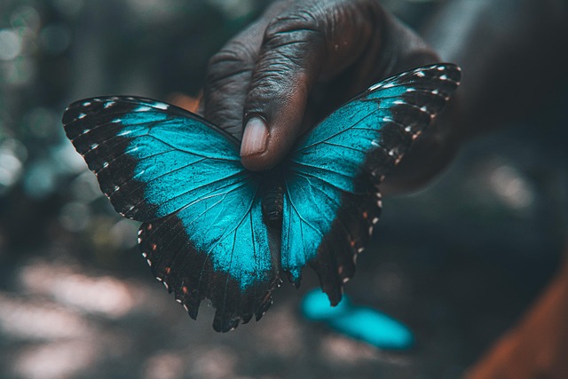 Free Butterfly Nature Wallpaper photo and picture