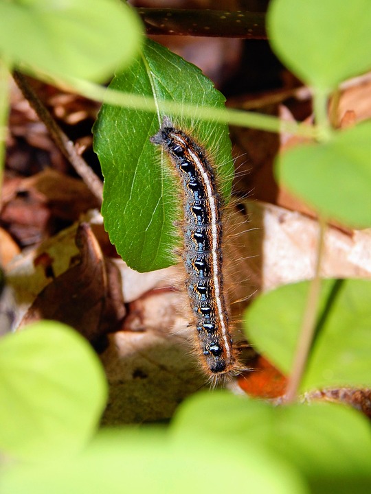 Bug Caterpill Nature - Free photo on Pixabay