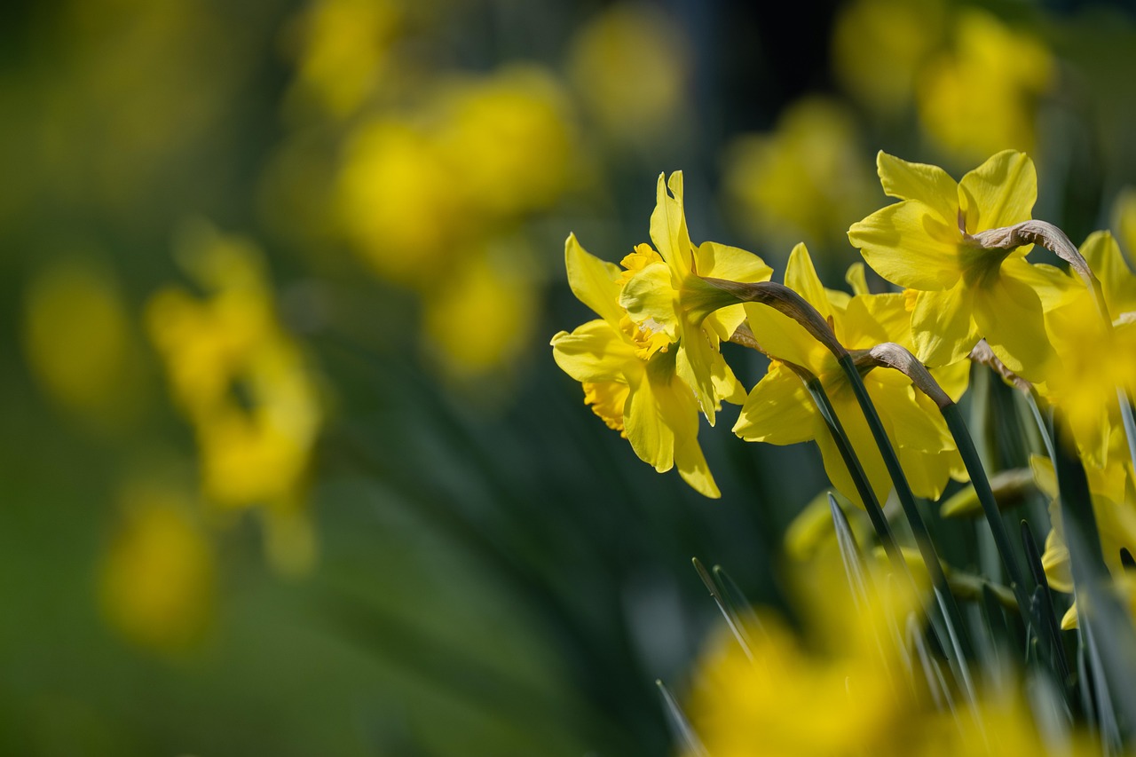 Flowers Daffodils Blooms Yellow Free photo on Pixabay Pixabay
