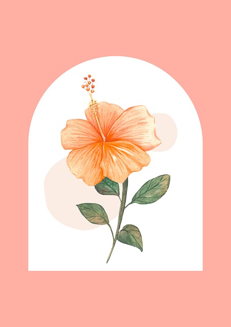 Blomst, Hibiscus, Blomster Baggrund