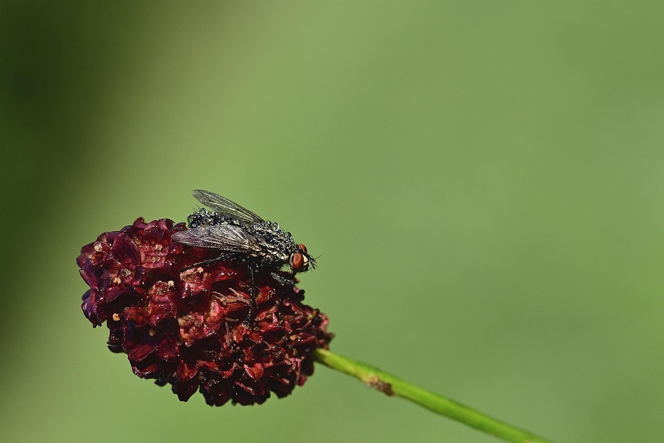 Légy Rovar Harmatcsepp - Ingyenes fotó a Pixabay-en - Pixabay