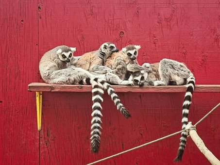 Animal, Lemur, Viata Salbatica