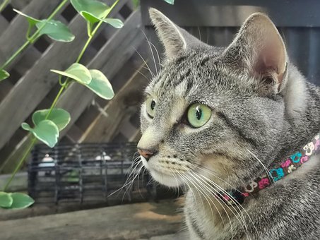 Gato, Felino, Animal, Mascota
