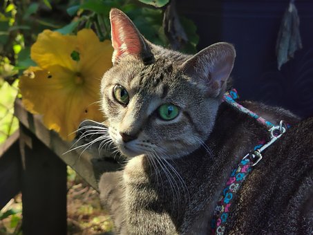 Pisică, Felină, Animal, Natura
