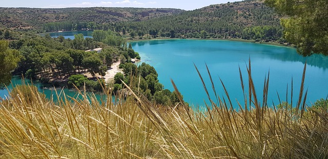 Free Lake Grass photo and picture
