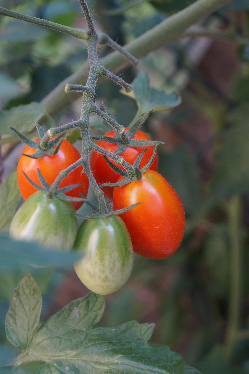 Tomatoes Vine Tomato Free photo on Pixabay Pixabay