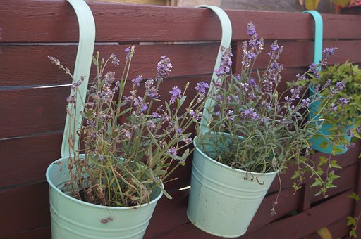 Free Plant Flower photo and picture