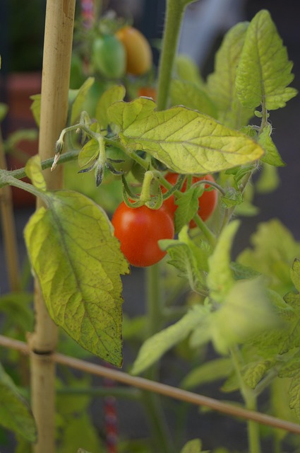 Free Tomatoes Tomato Plant photo and picture