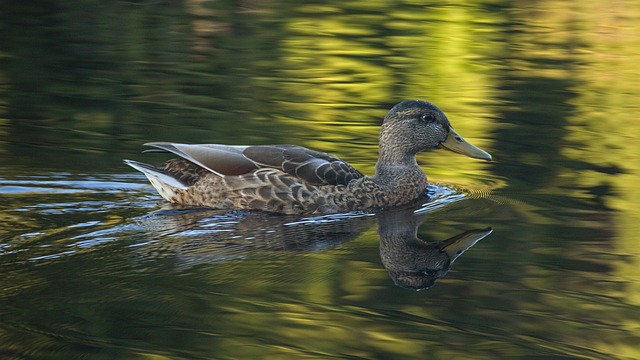 Free Norway Duck photo and picture