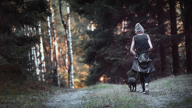 Skov, Hundelufter, Natur, Landskab