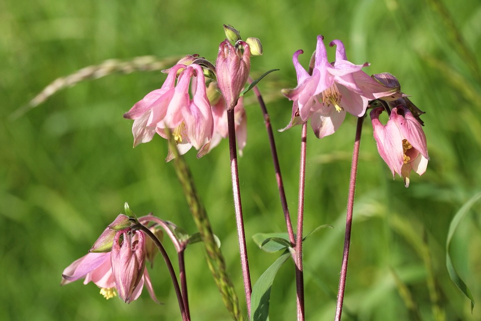 Columbine Flowers Pink Free photo on Pixabay Pixabay