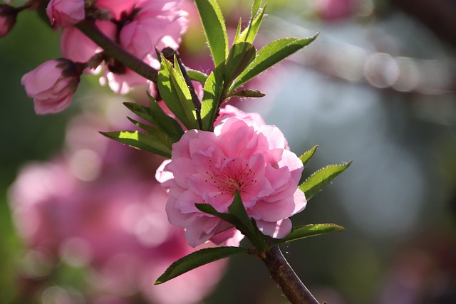 桃の花 ピンクの花 フラワーズ - Pixabayの無料写真 - Pixabay