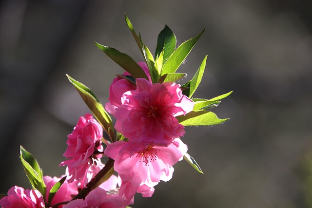 桃の花 ピンクの花 フラワーズ - Pixabayの無料写真 - Pixabay