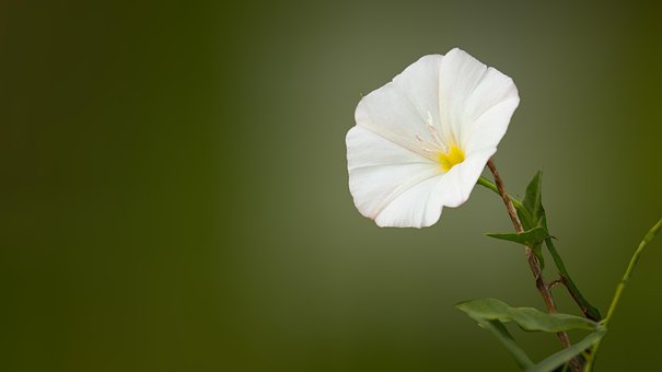 100以上の無料ヒルガオ 花画像 Pixabay