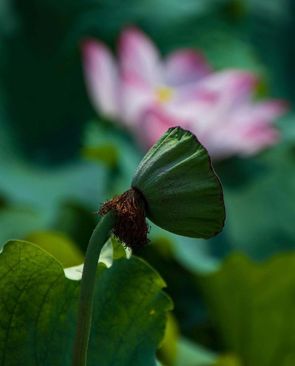 Lotus Seed Pod Flower - Free photo on Pixabay