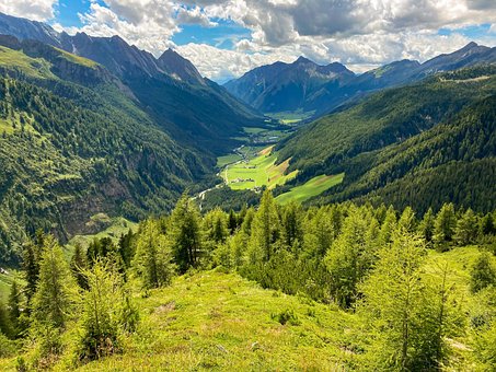 Free Forest Path Trees photo and picture